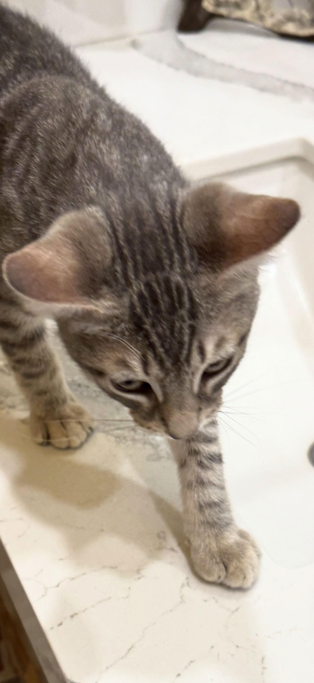 Cesar, Adopted, Kitten Male Tabby.