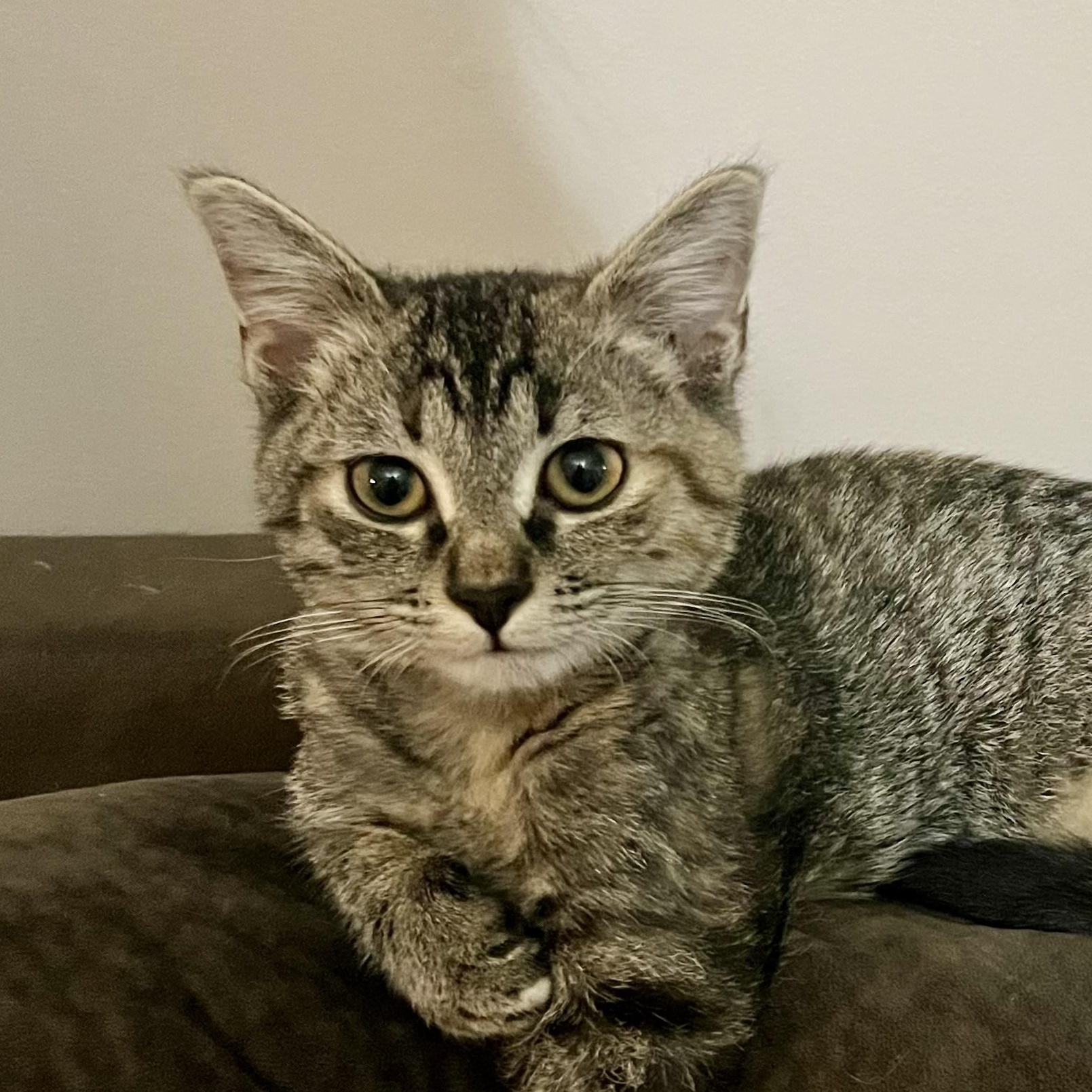 Reilly, a Adoptable American Shorthair in Murfreesboro, TN image 2/3