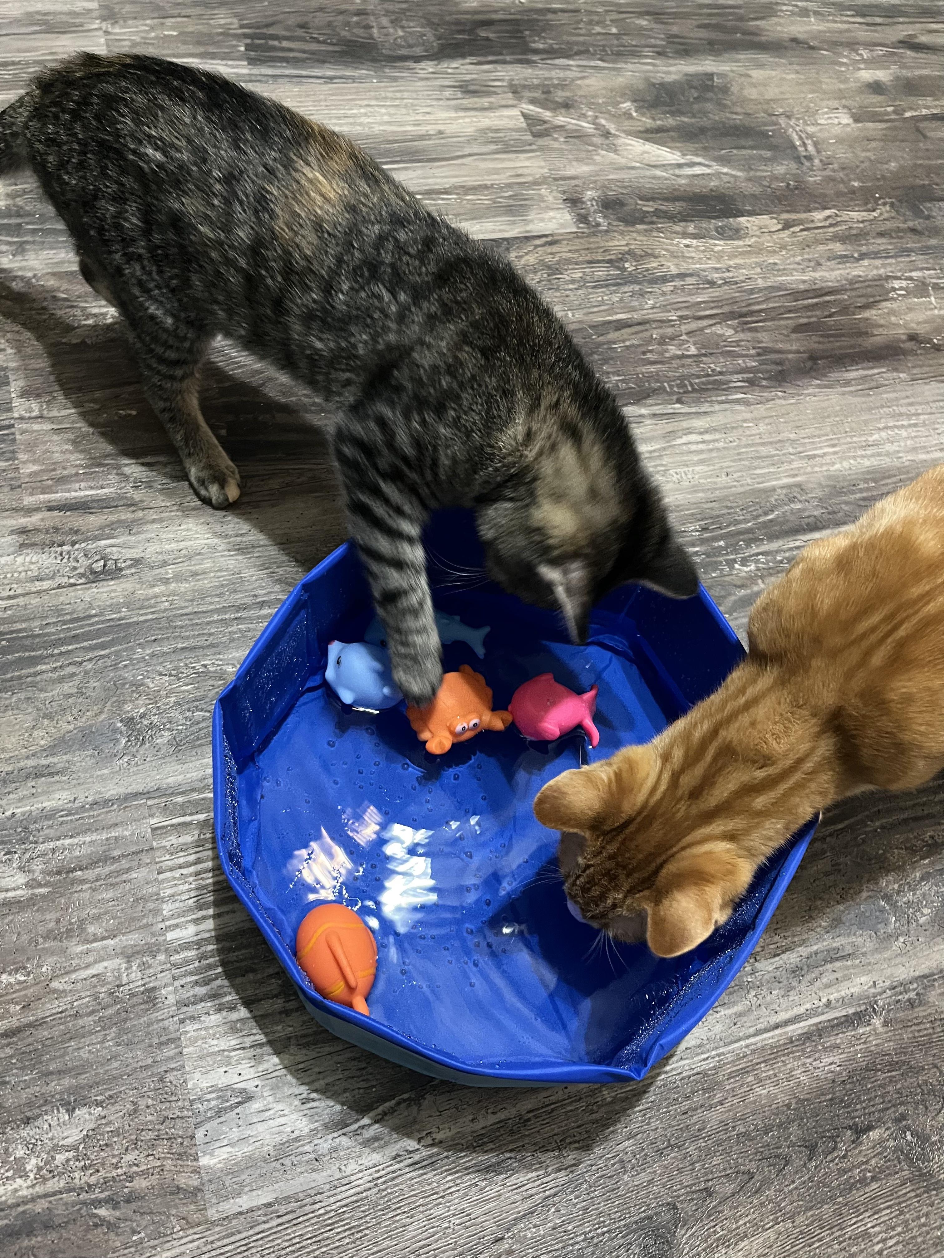 Reilly, a Adoptable American Shorthair in Murfreesboro, TN image 3/3