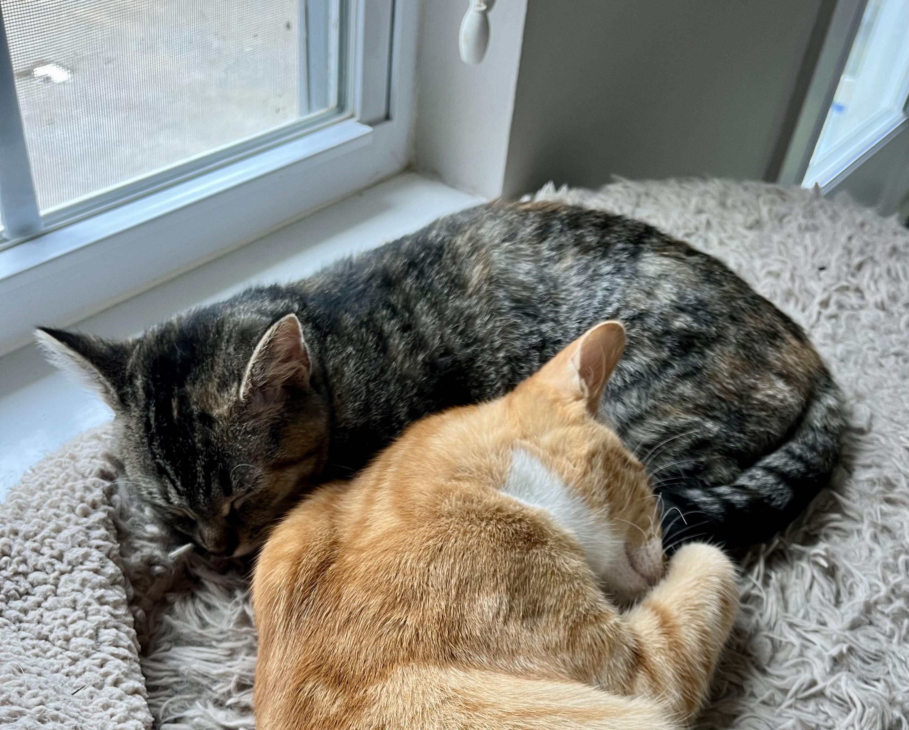 Reilly, Adoptable, Kitten Female American Shorthair.