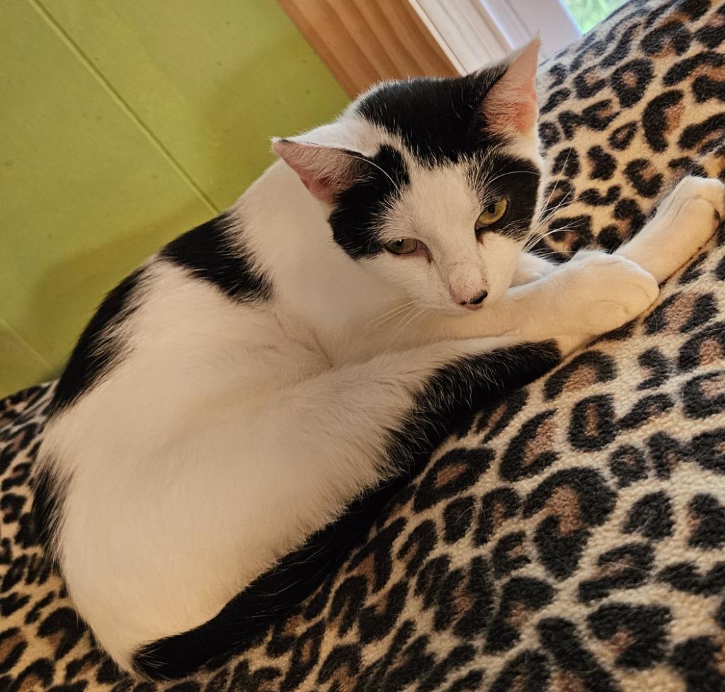 CeCe, Adoptable, Young Female Domestic Short Hair.