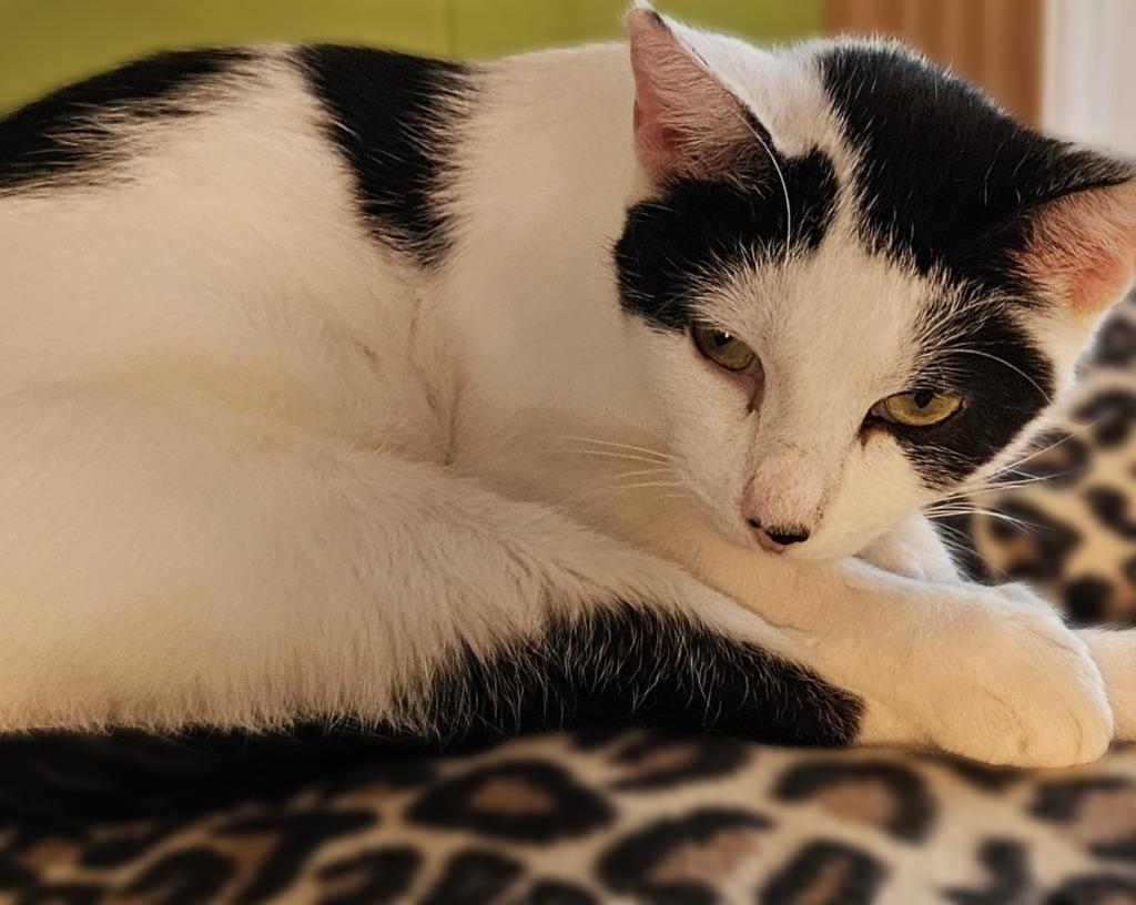 CeCe, Adoptable, Adult Female Domestic Short Hair.