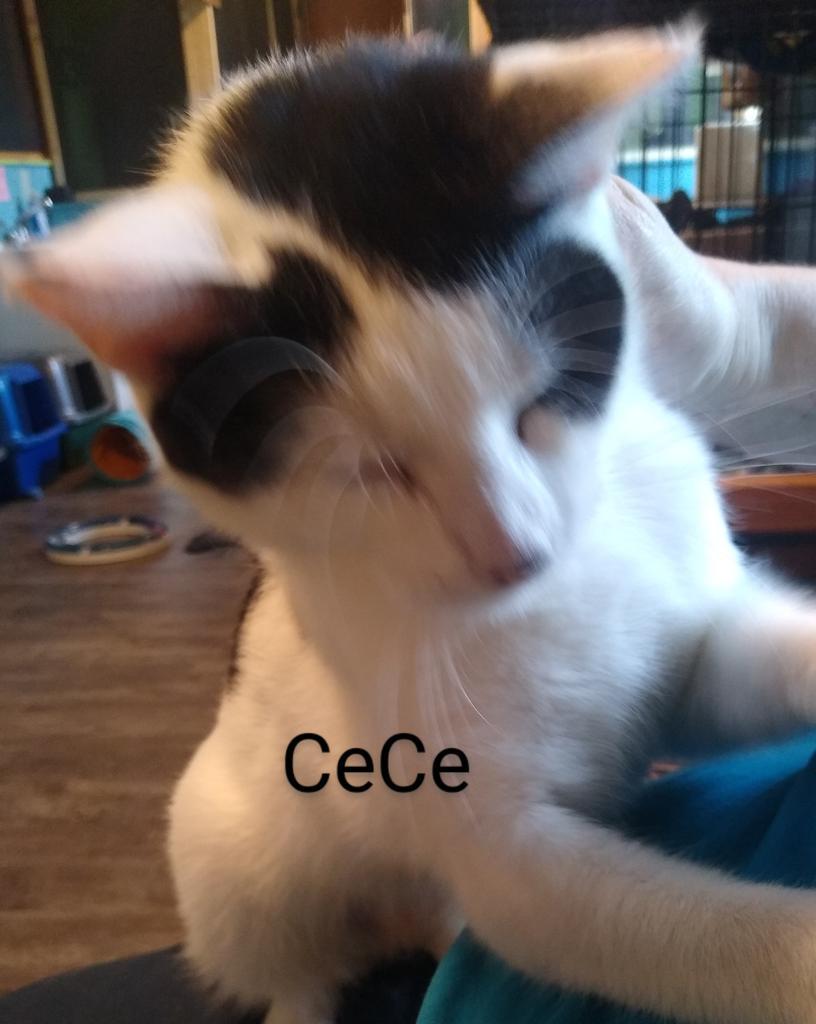 Enlarge CeCe, a Adoptable mixed breed in Rice Lake, WI image 2/3
