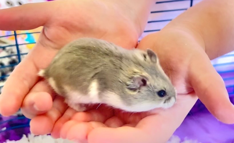 Enlarge Rhonda, a Adopted Dwarf Hamster in Irvine, CA image 1/1