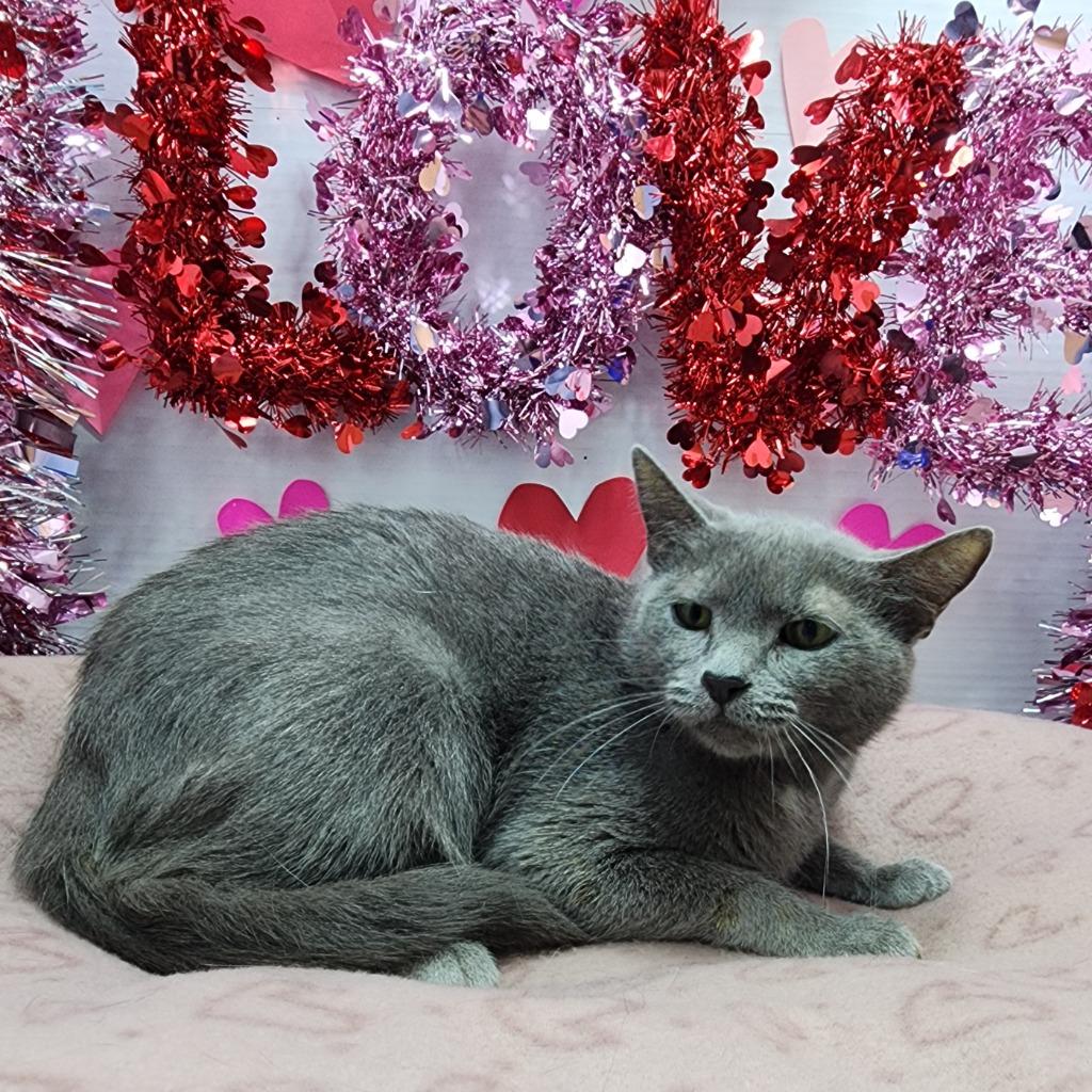 Gracie, Adoptable, Adult Female Domestic Short Hair.