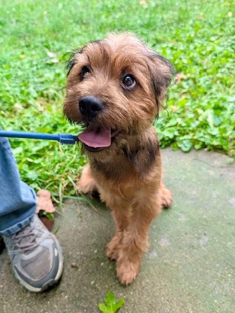 Enlarge Miles, a Adopted mixed breed in Lake Orion, MI image 2/2