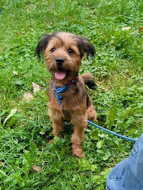Miles, Adopted, Puppy Male Yorkshire Terrier & Miniature Schnauzer.
