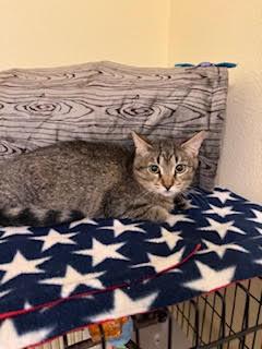 Winnie (7140) Adopted, Adopted, Kitten Female Tabby.