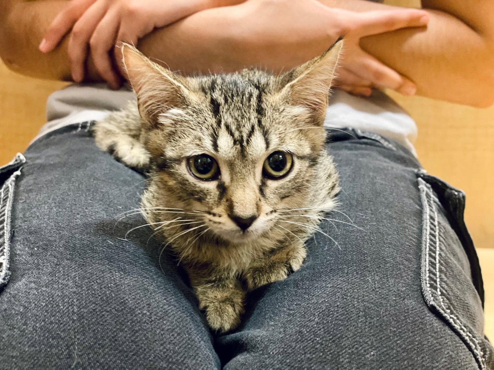 Enlarge Winnie (7140) Adopted, a Adopted Tabby in Wesley Chapel, FL image 2/2