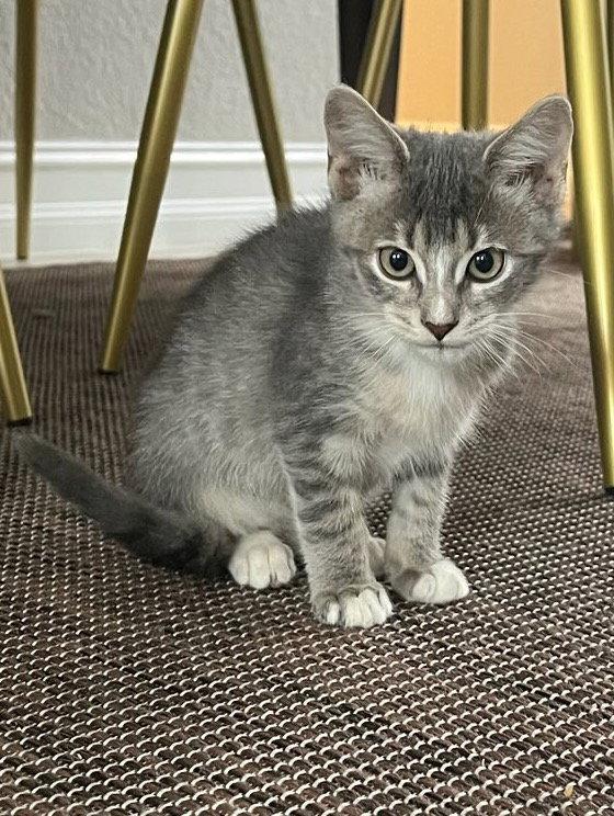 Carnival Squash, a Adopted Domestic Short Hair in Satellite Beach, FL image 1/2