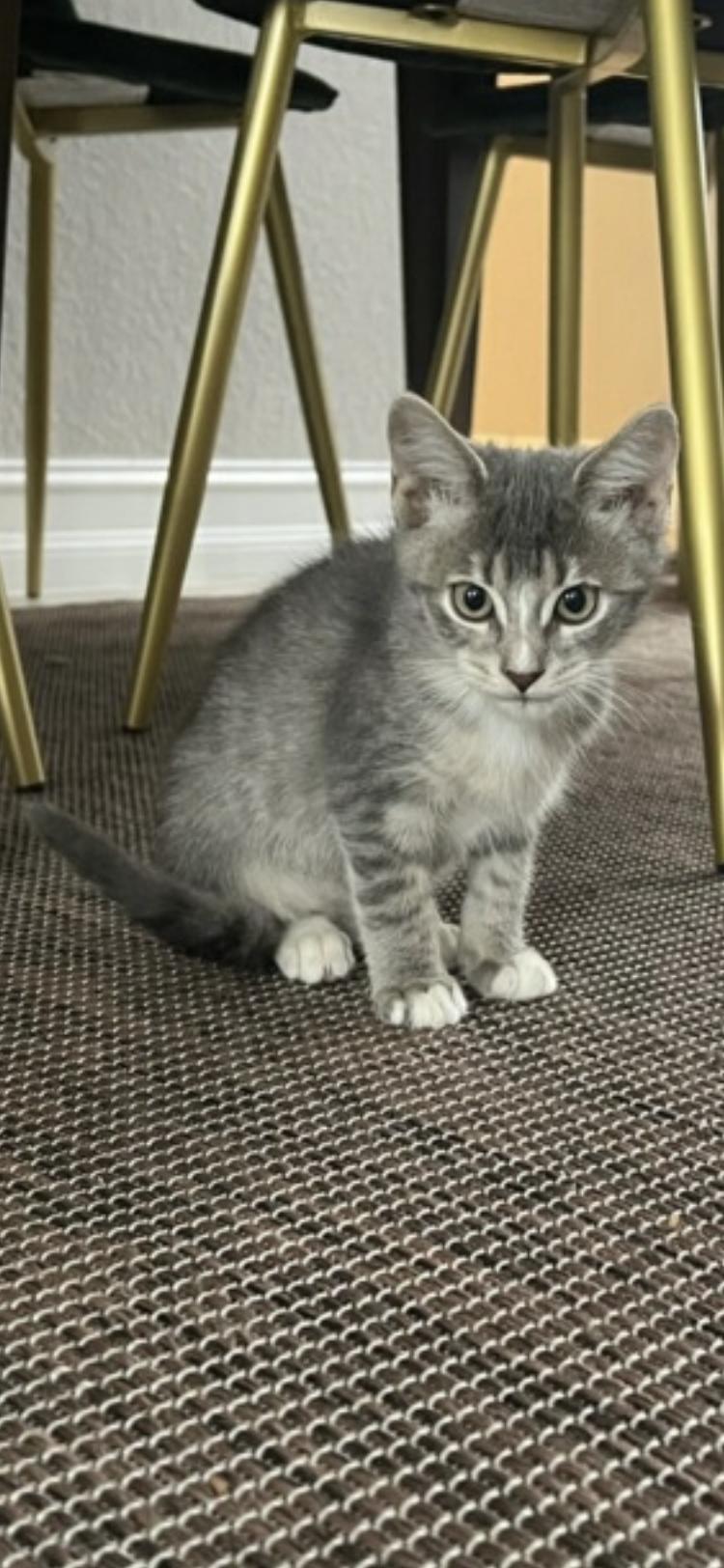 Carnival Squash, a Adopted Domestic Short Hair in Satellite Beach, FL image 2/2