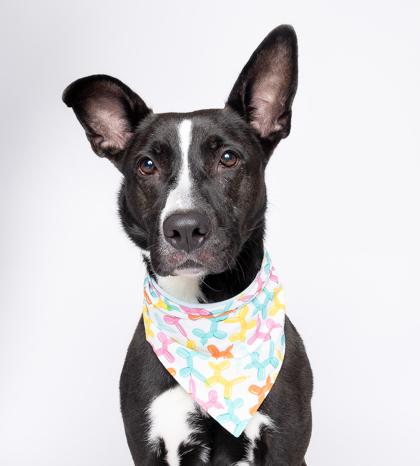 Enlarge Cali, a Adoptable mixed breed in North Miami Beach, FL image 3/3