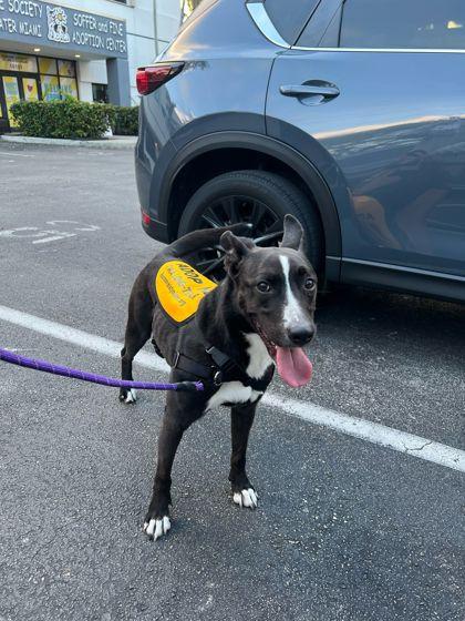 Enlarge Cali, a Adoptable mixed breed in North Miami Beach, FL image 1/3