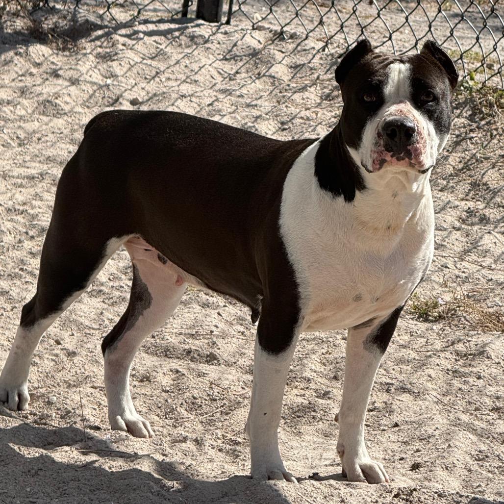Enlarge Harley, a Adoptable Mixed Breed in Port Charlotte, FL image 1/5