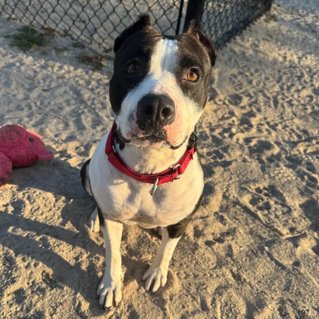 Enlarge Harley, a Adoptable Mixed Breed in Port Charlotte, FL image 2/5