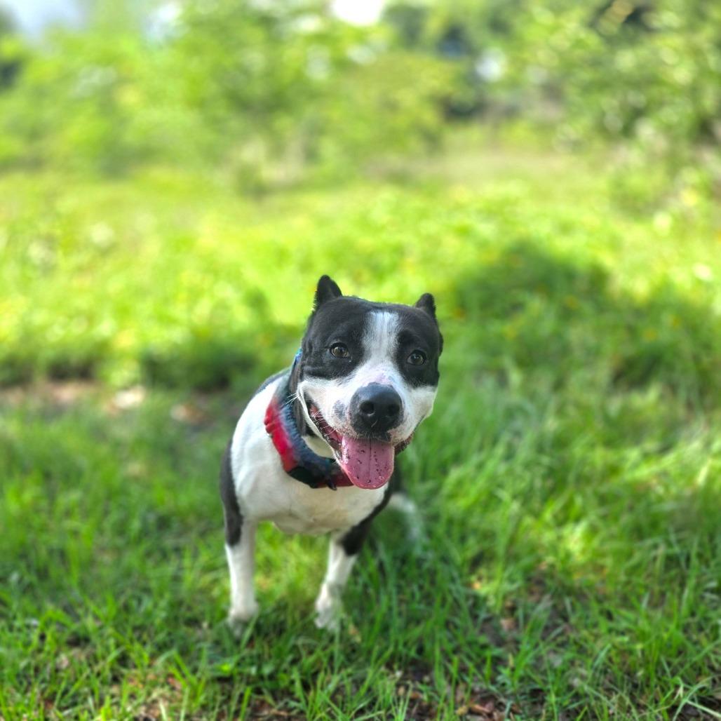 Enlarge Harley, a Adoptable Mixed Breed in Port Charlotte, FL image 3/6