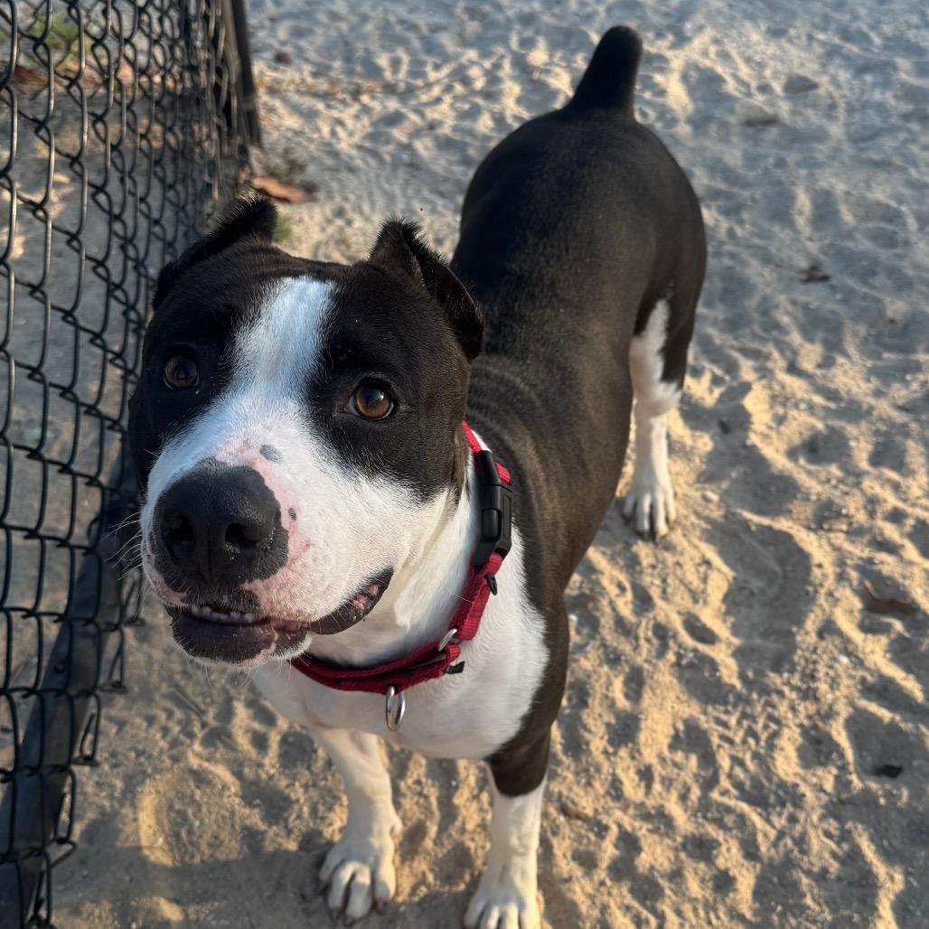 Enlarge Harley, a Adoptable Mixed Breed in Port Charlotte, FL image 3/5