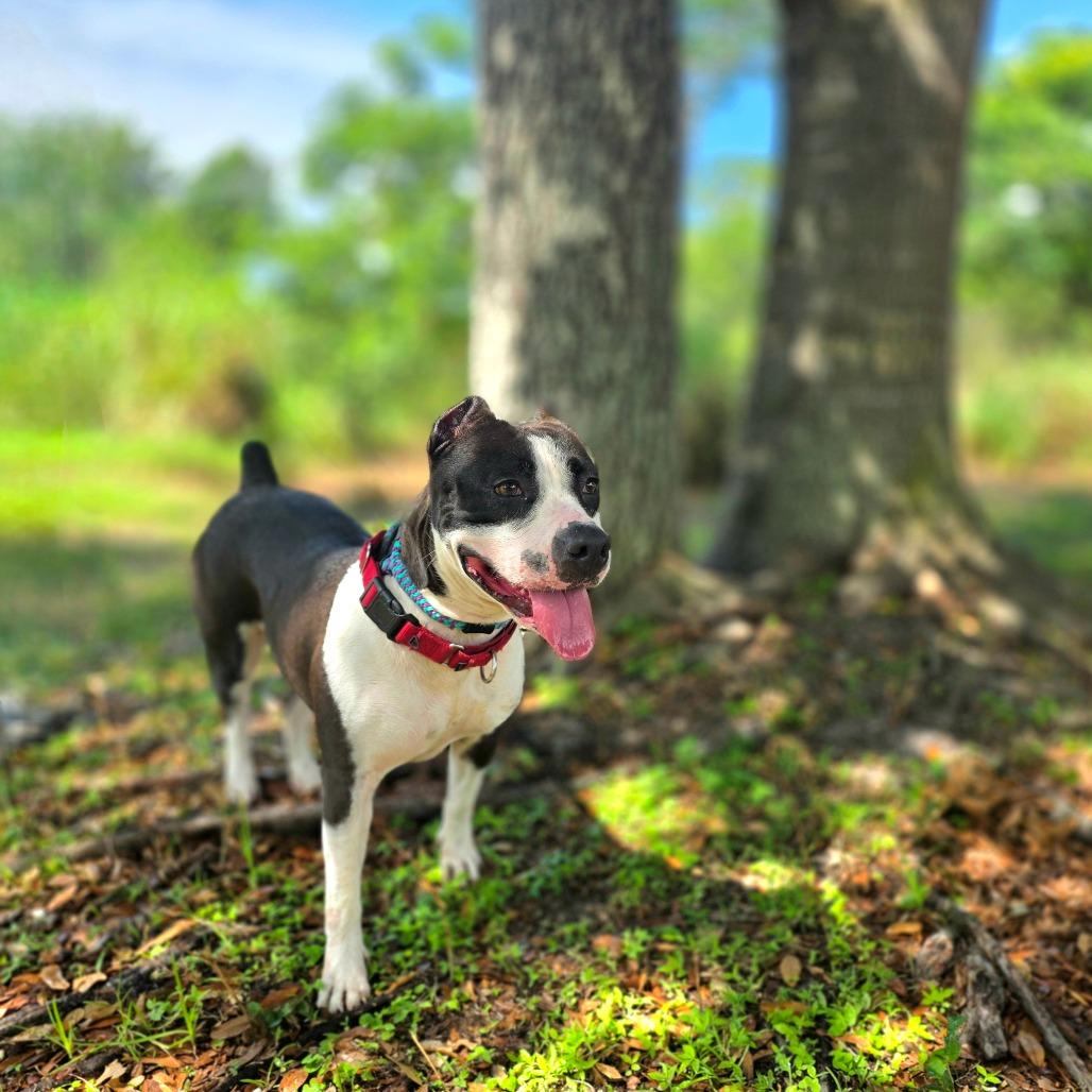 Enlarge Harley, a Adoptable Mixed Breed in Port Charlotte, FL image 5/6