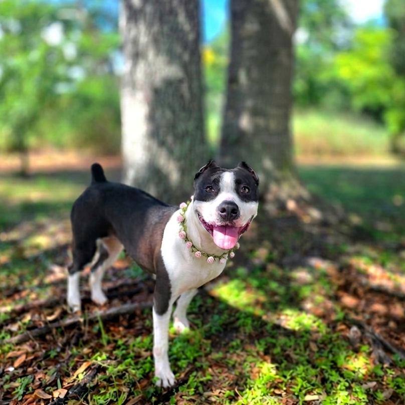 Enlarge Harley, a Adoptable Mixed Breed in Port Charlotte, FL image 6/6
