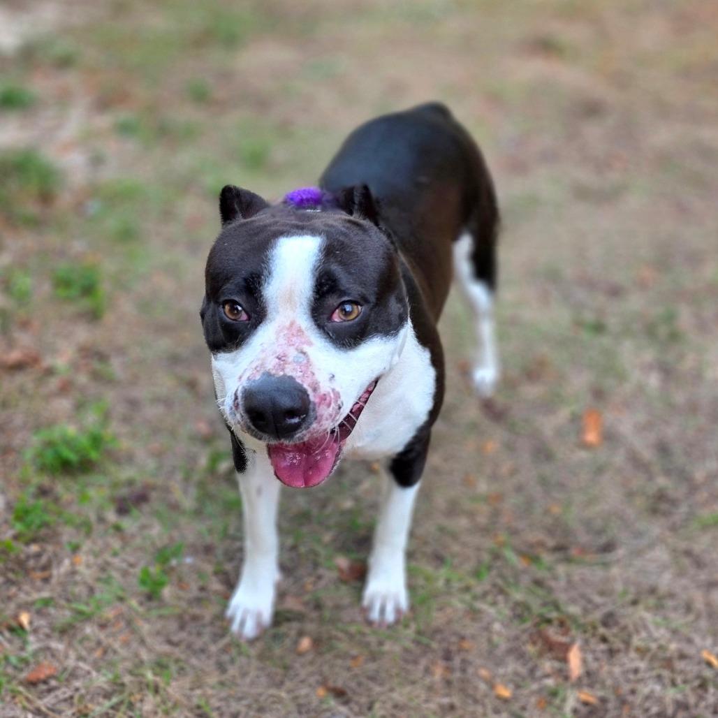 Harley — thumbnail 2