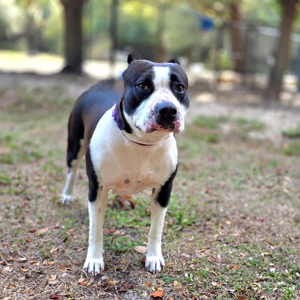 Enlarge Harley, a Adoptable Mixed Breed in Port Charlotte, FL image 4/5