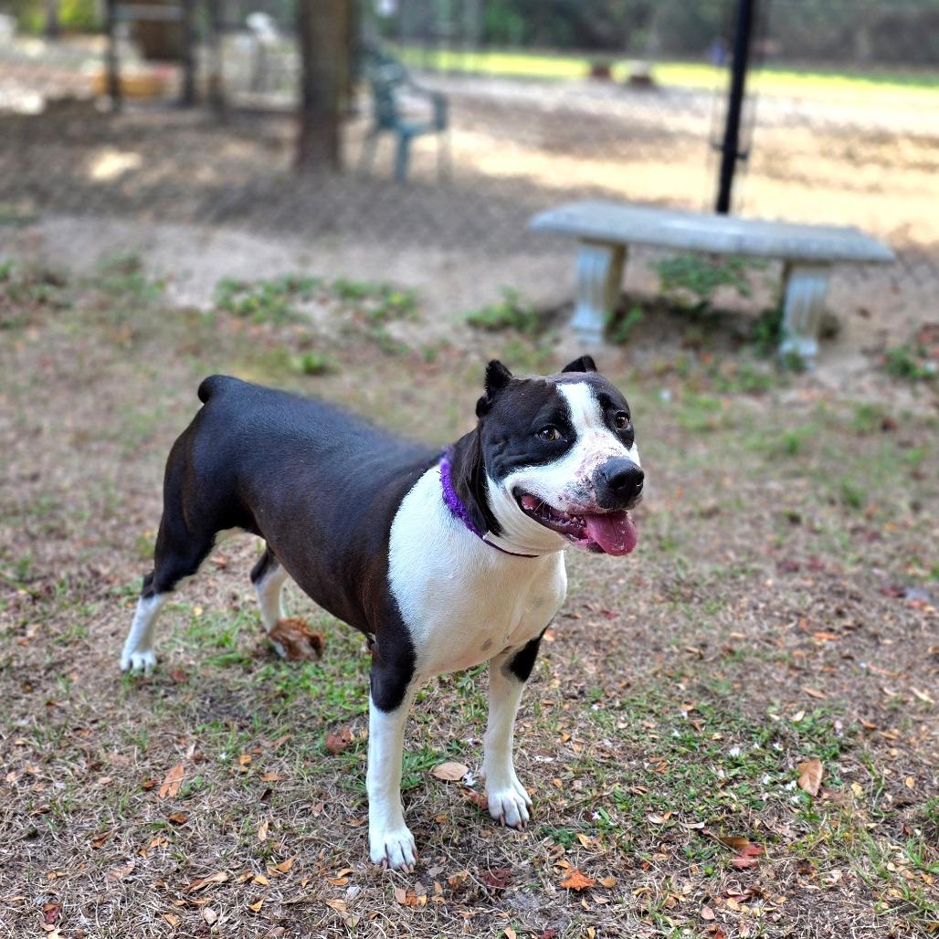 Enlarge Harley, a Adoptable Mixed Breed in Port Charlotte, FL image 5/5