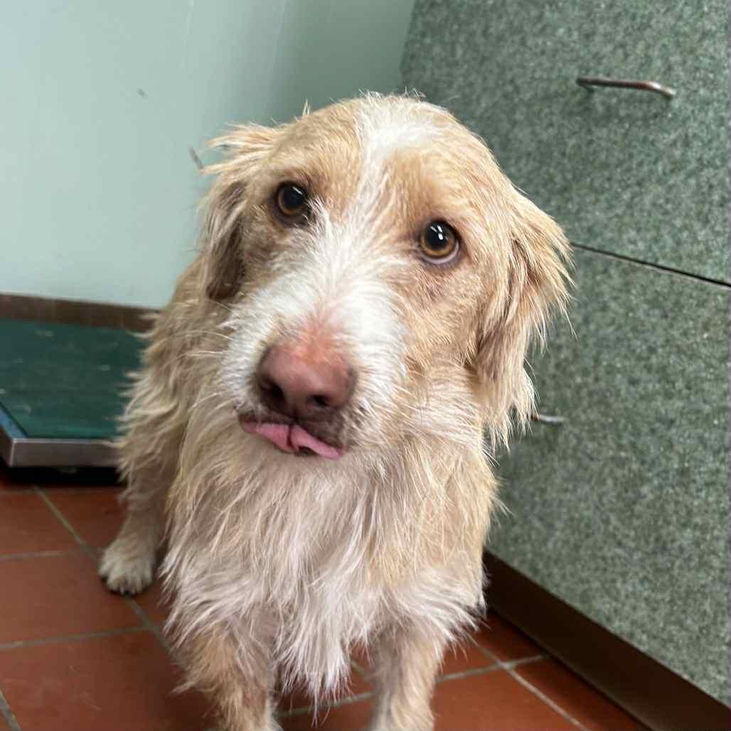 Gidget in NH! Come Meet our Adoptable Dogs! More info in Bio