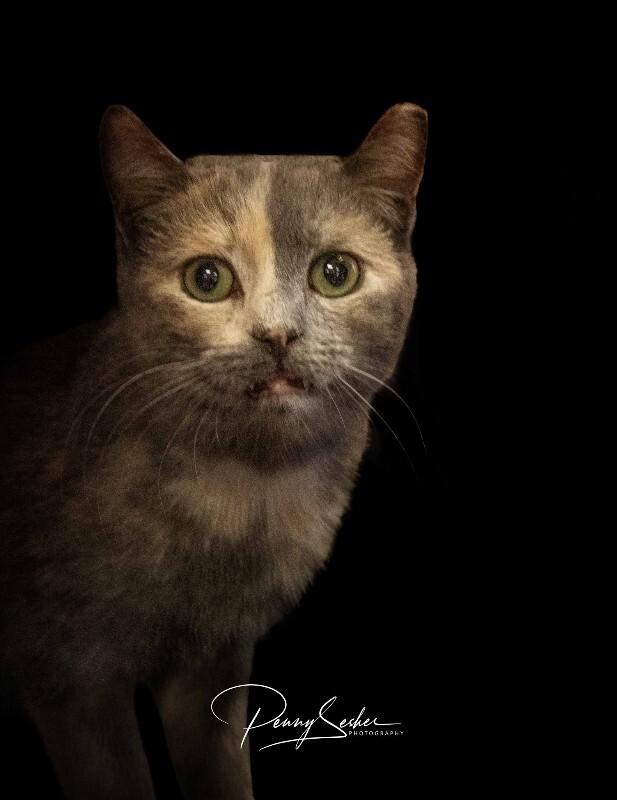 Enlarge Sangria, a Adoptable Dilute Tortoiseshell in Belton, MO image 1/5