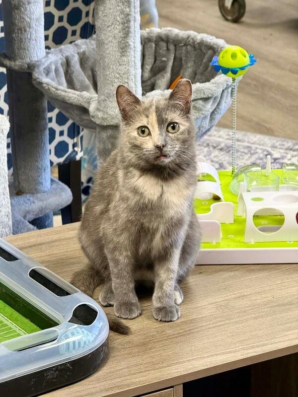 Enlarge Sangria, a Adoptable Dilute Tortoiseshell in Belton, MO image 3/5
