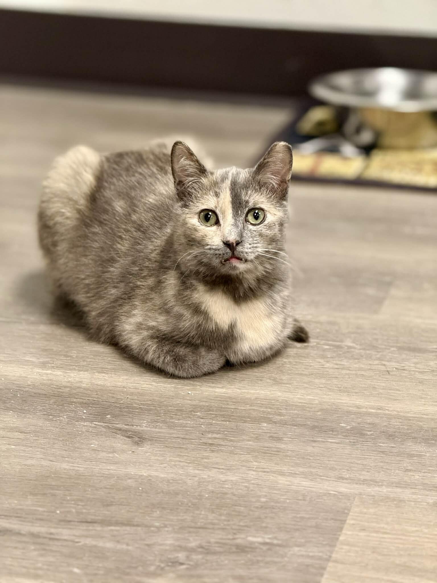 Enlarge Sangria, a Adoptable Dilute Tortoiseshell in Belton, MO image 5/5