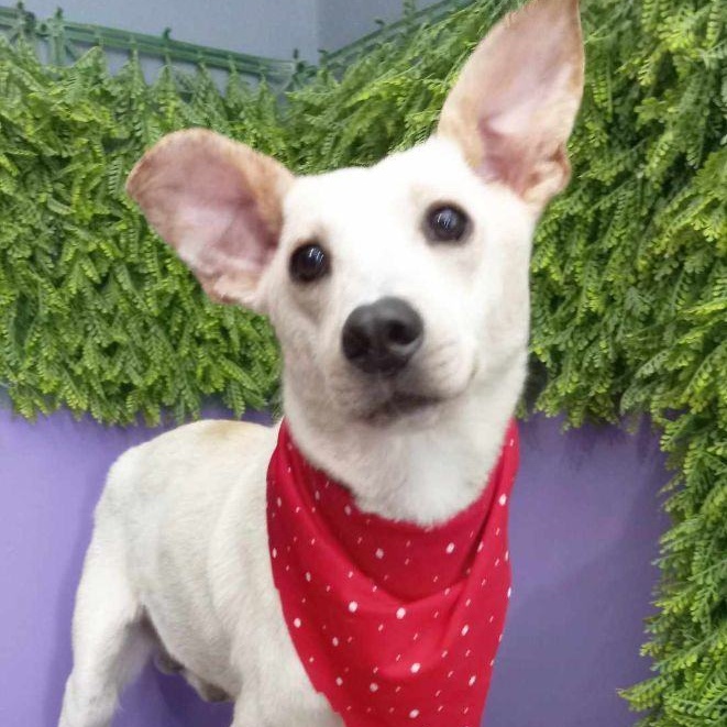 Enlarge Guero, a Adoptable Mixed Breed in Puyallup, WA image 5/6