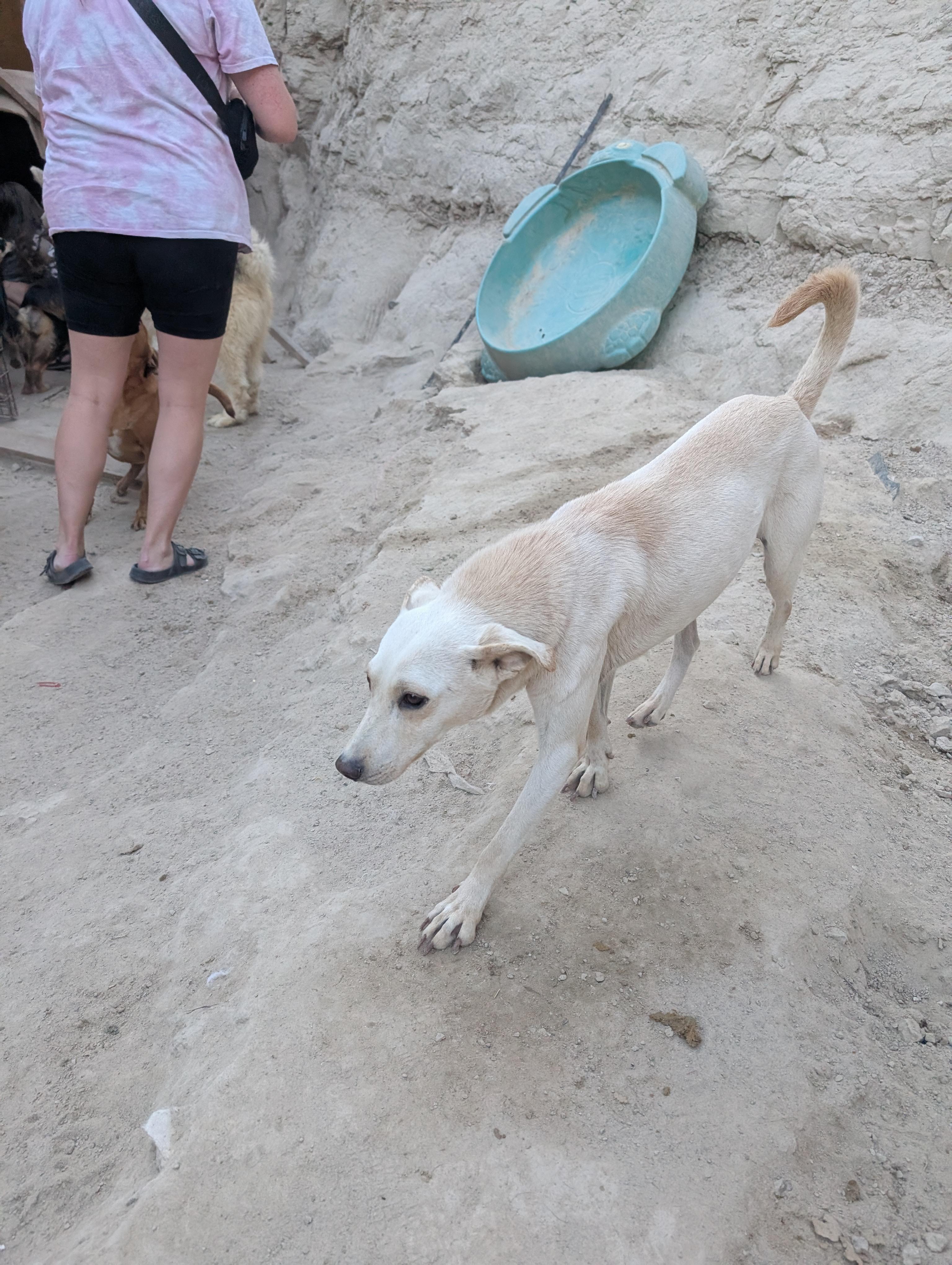 Enlarge Guero, a Adoptable Mixed Breed in Puyallup, WA image 3/6
