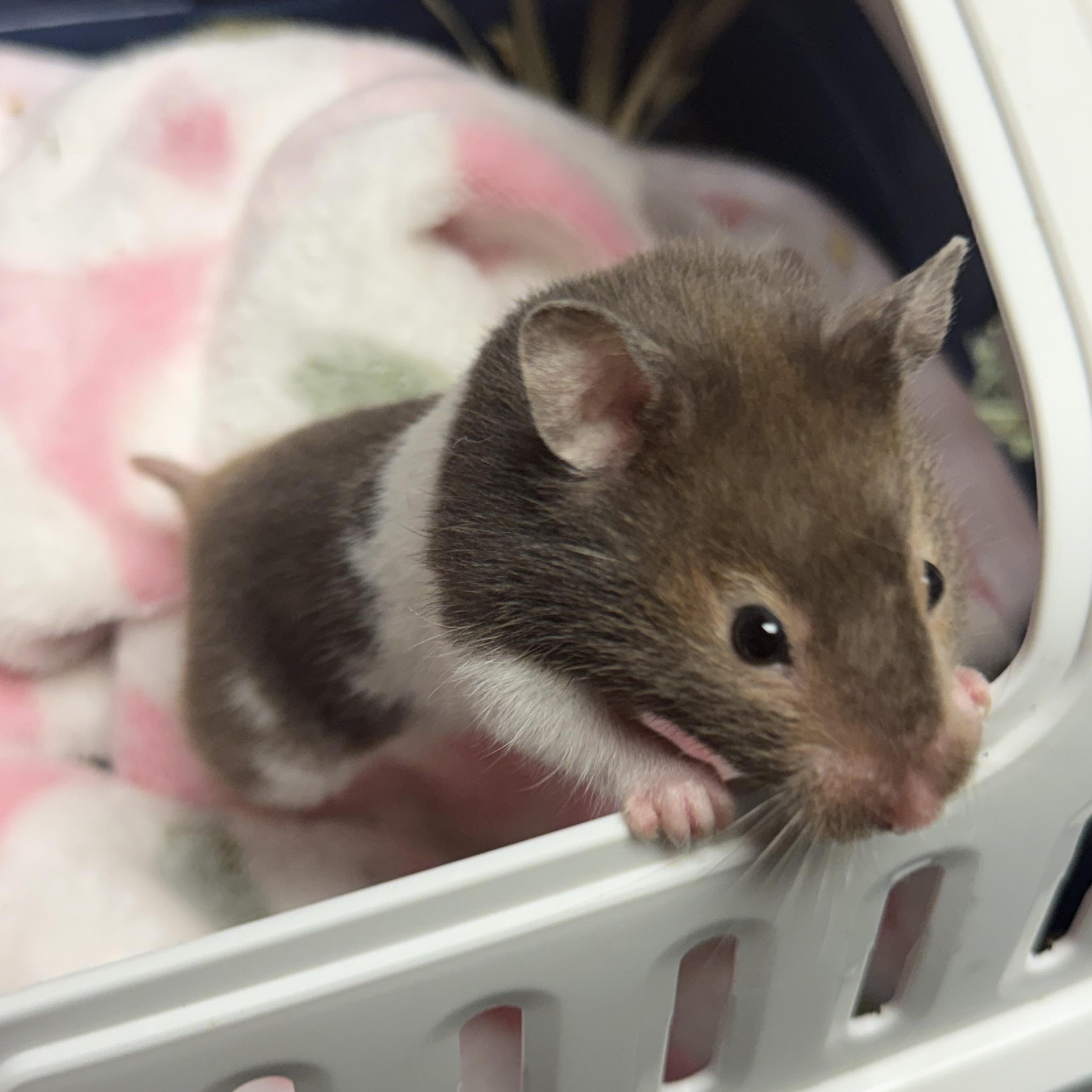 Sabrina: video!!!, adopted, Young Female Hamster.