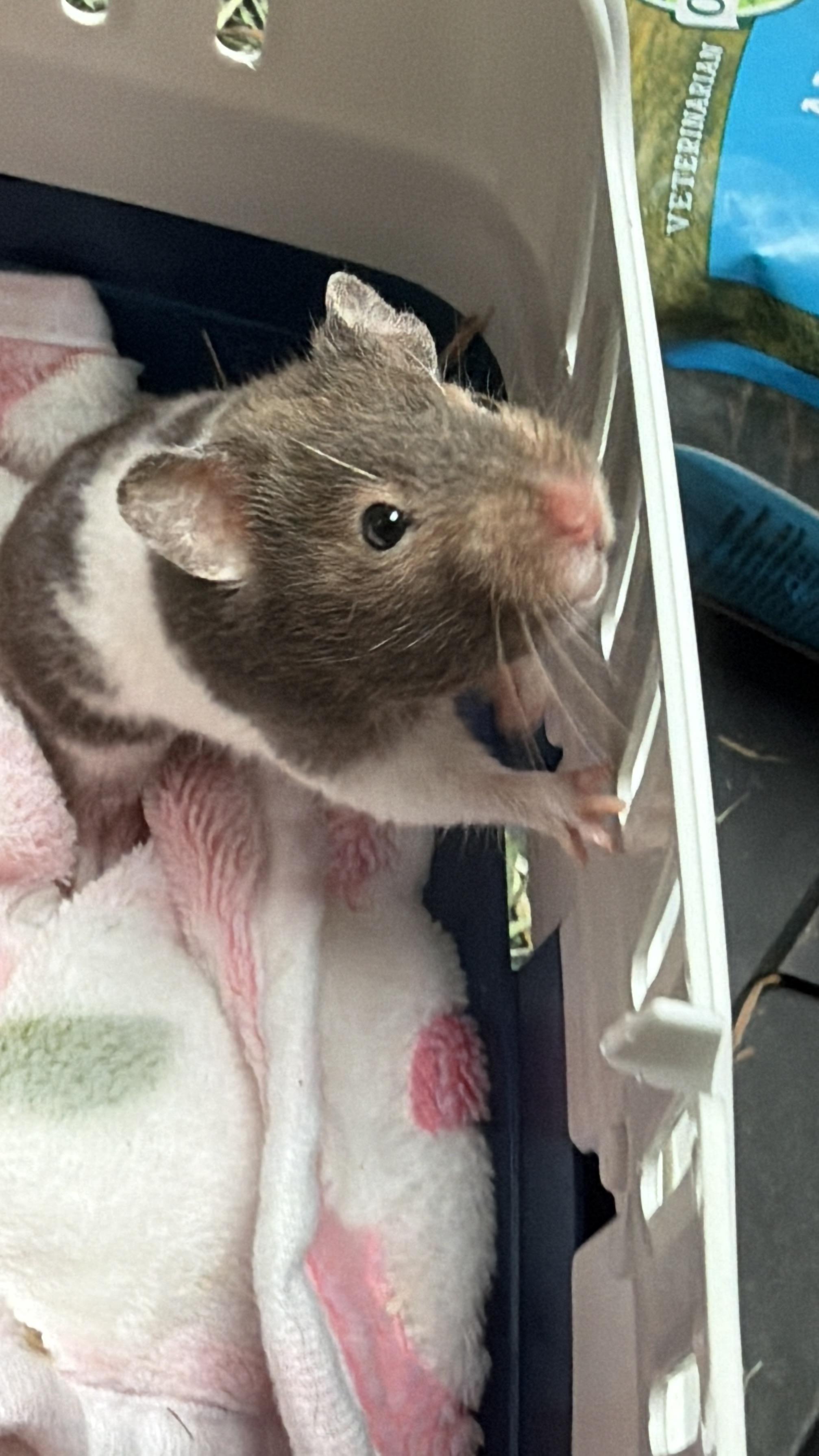 Sabrina: video!!!, an adopted Hamster in Edinburg, PA image 5/6