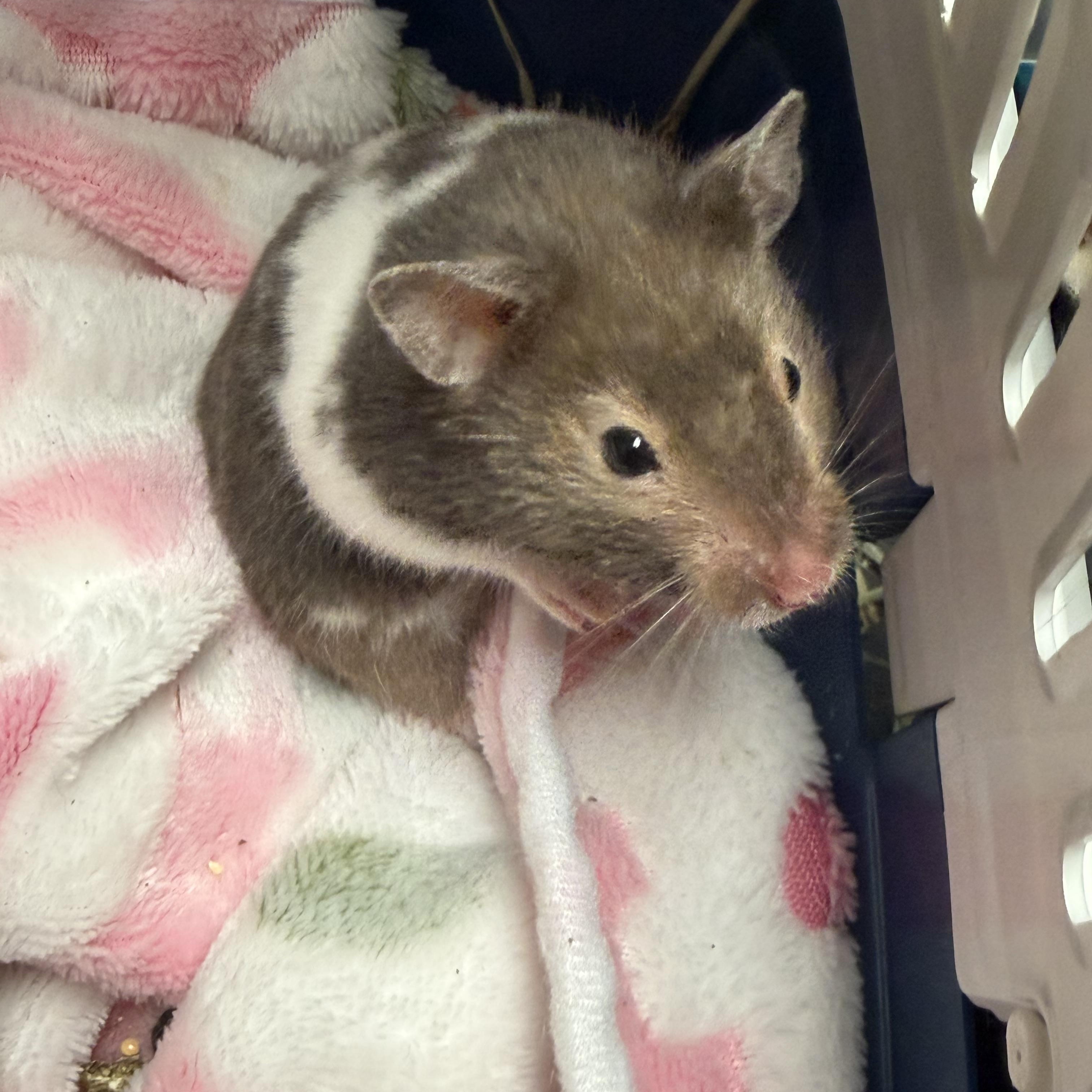 Sabrina: video!!!, an adopted Hamster in Edinburg, PA image 4/6