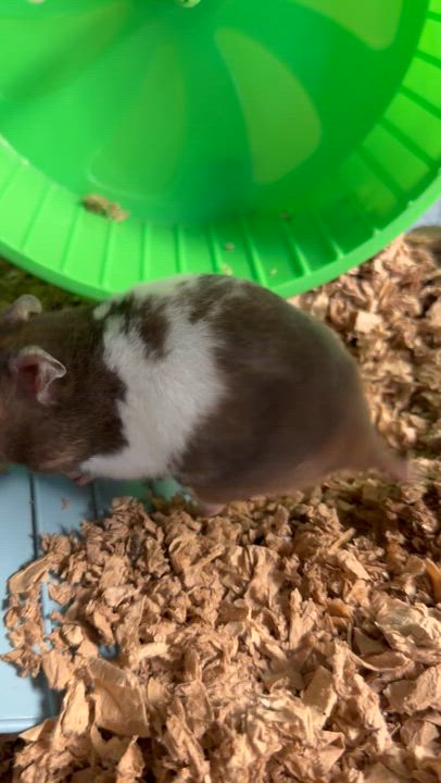 Enlarge Sabrina: video!!!, an adopted Hamster in Edinburg, PA video 6/6