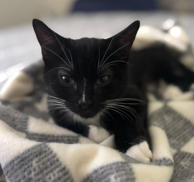 Molly, adopted, Kitten Female Domestic Short Hair.