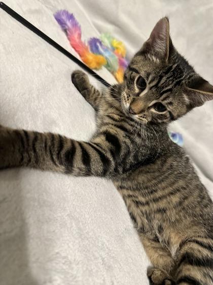 Oscar Cats in Bloom Feature, Adoptable, Adult Male Domestic Short Hair & Domestic Short Hair.