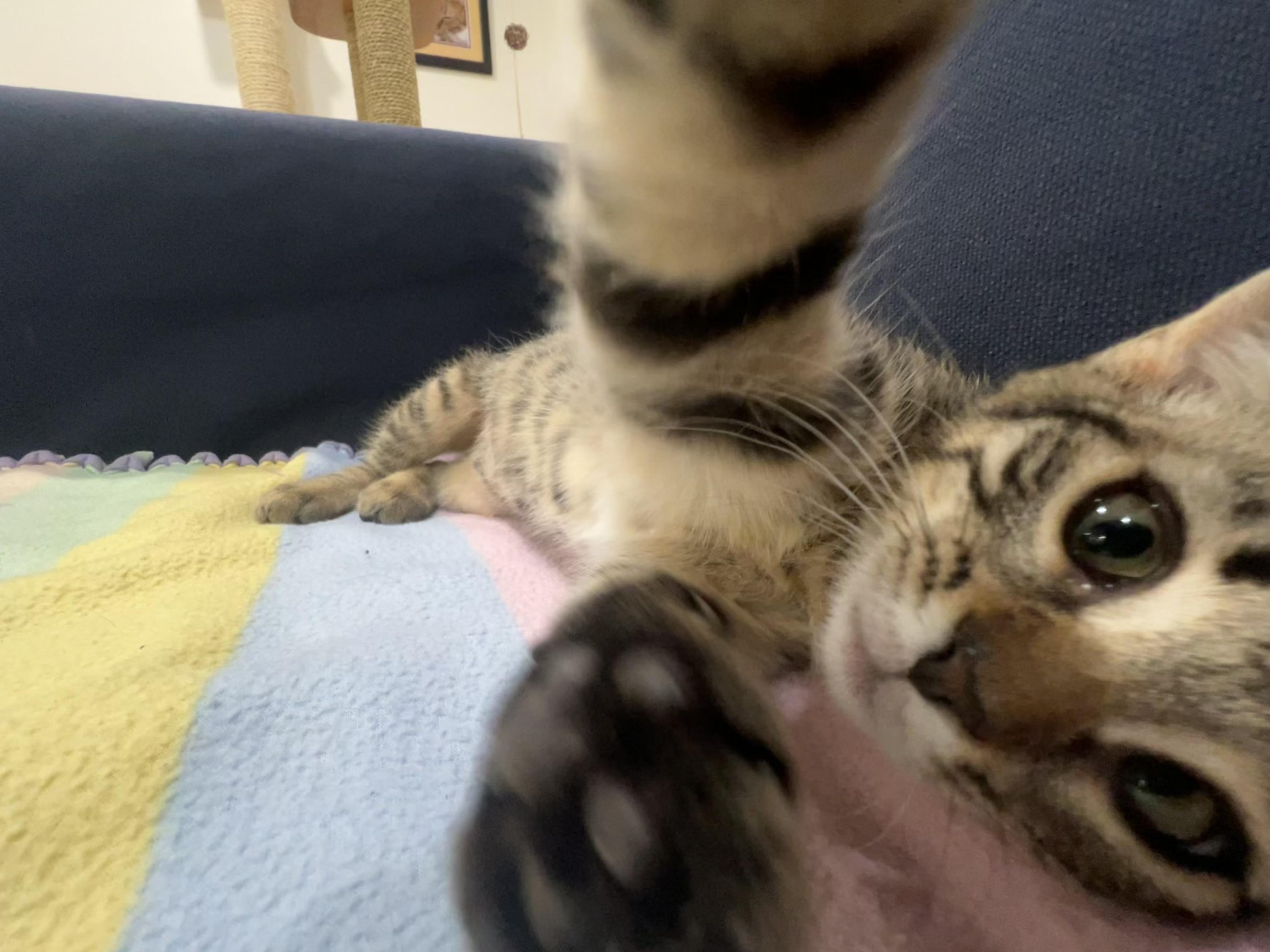 Enlarge Breezy *video at end!*, a ADOPTABLE Domestic Short Hair in Wellesley, MA image 3/5