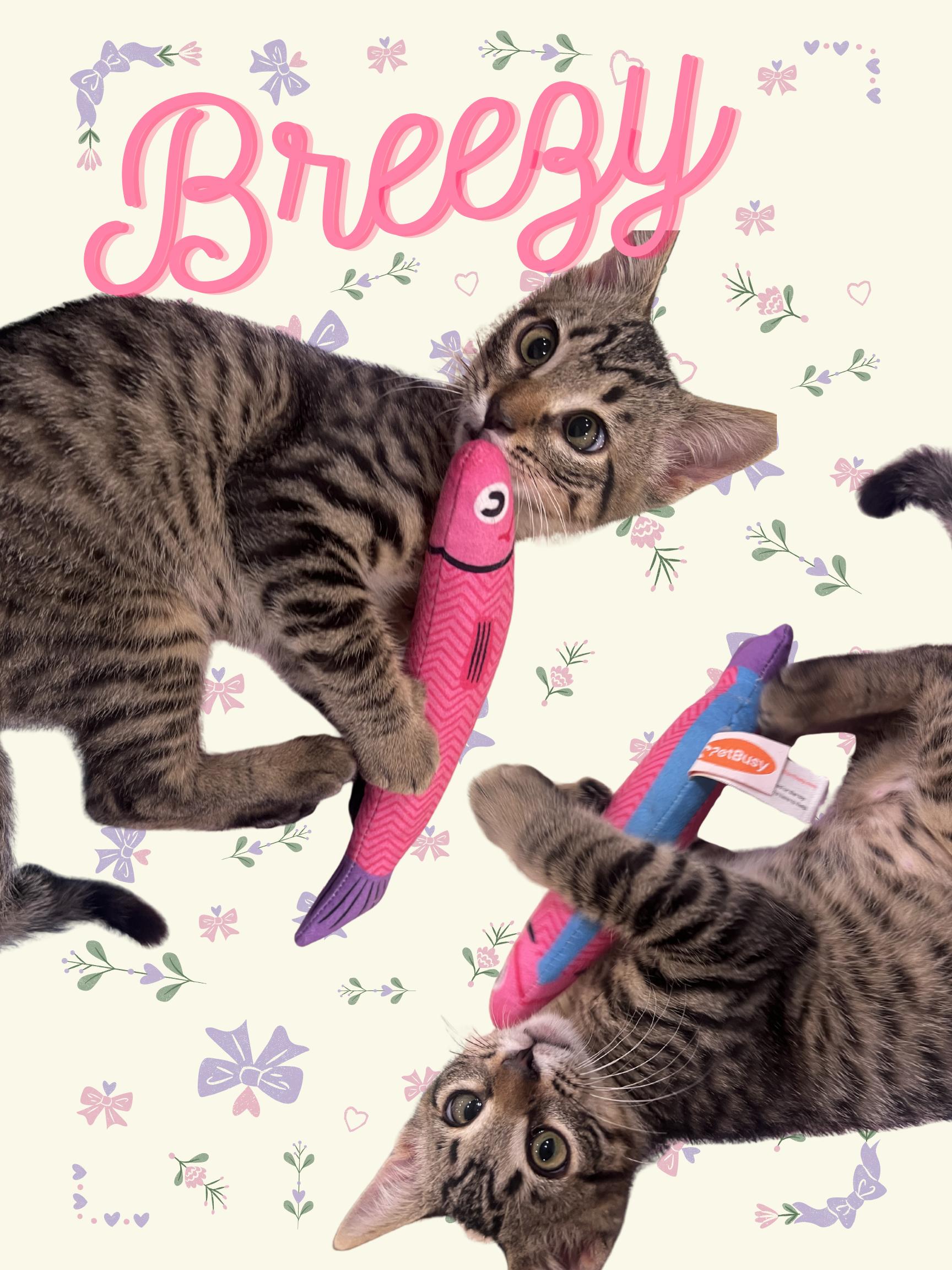 Breezy *video at end!*, ADOPTABLE, Kitten Female Domestic Short Hair.