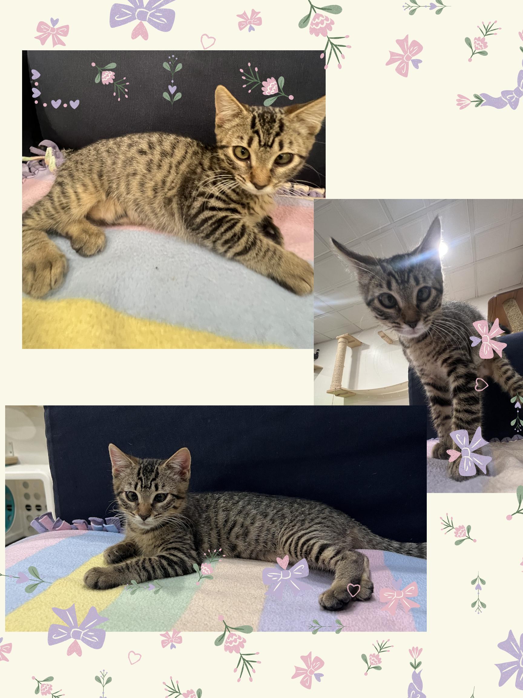 Enlarge Breezy *video at end!*, a ADOPTABLE Domestic Short Hair in Wellesley, MA image 2/5