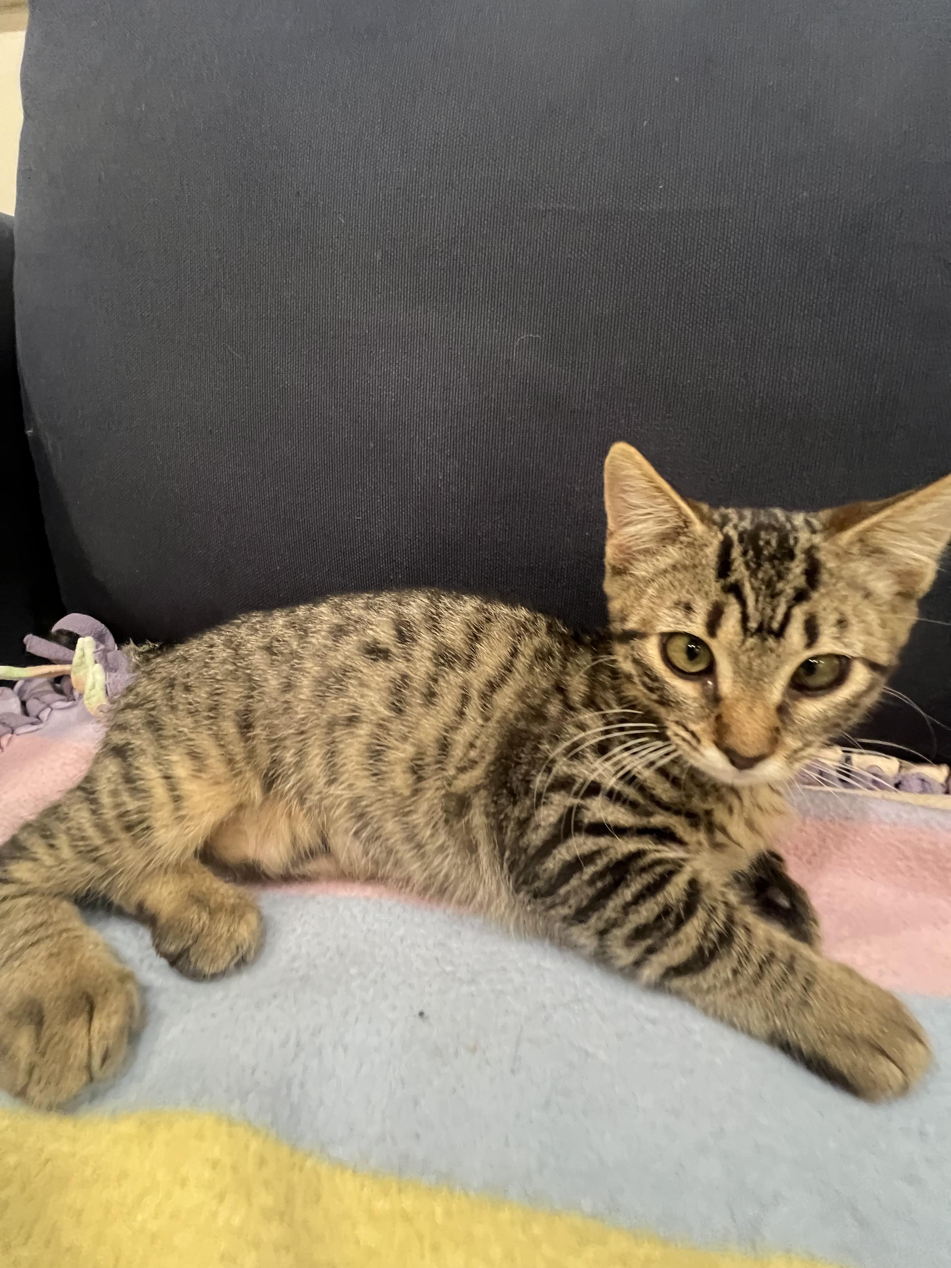 Enlarge Breezy *video at end!*, a ADOPTABLE Domestic Short Hair in Wellesley, MA image 4/5