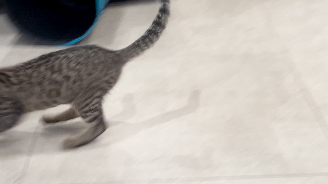 Enlarge Breezy *video at end!*, a ADOPTABLE Domestic Short Hair in Wellesley, MA video 5/5