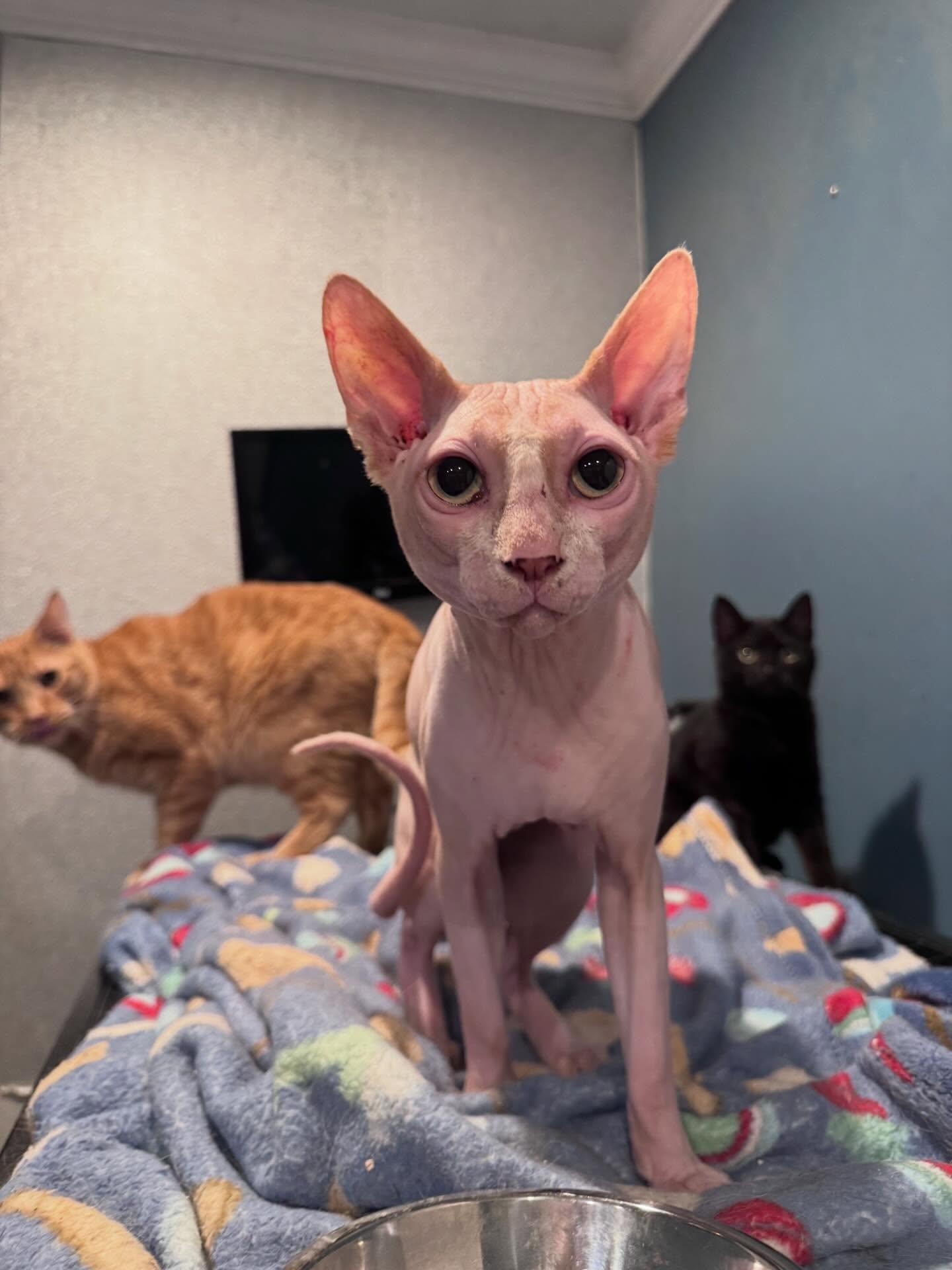 Enlarge Lord Varys, a ADOPTABLE Sphynx / Hairless Cat in Levittown, PA image 3/3