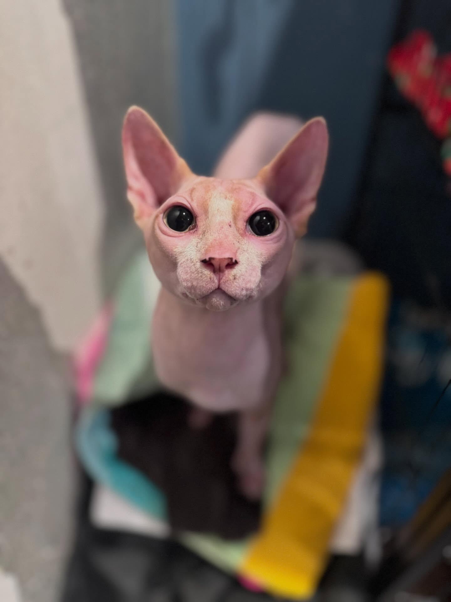 Lord Varys, ADOPTABLE, Adult Male Sphynx / Hairless Cat.