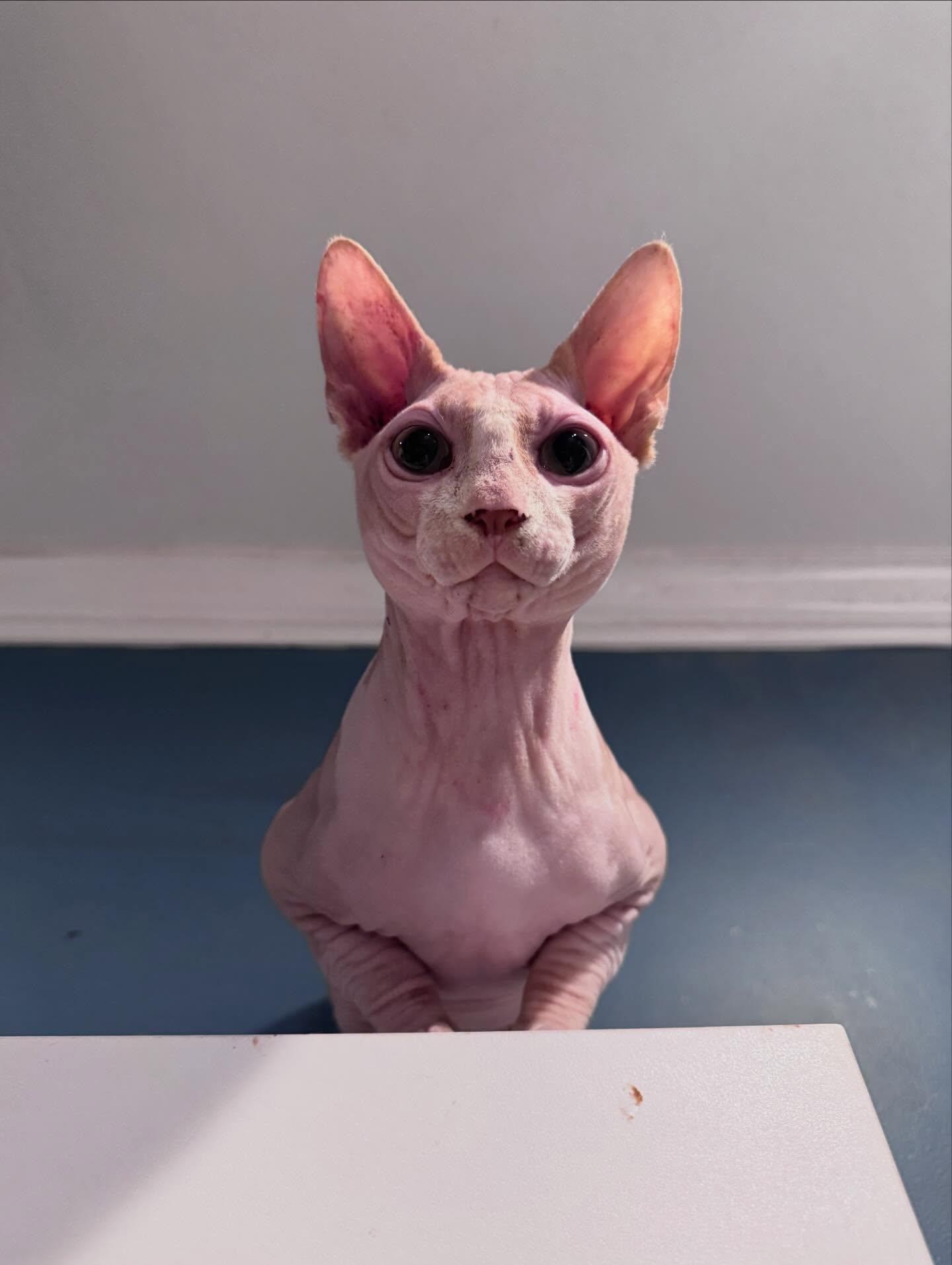 Enlarge Lord Varys, a ADOPTABLE Sphynx / Hairless Cat in Levittown, PA image 2/3