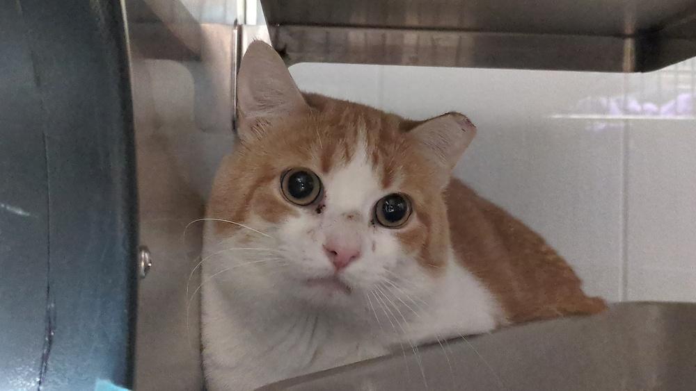 Enlarge Tommy, a Adoptable Domestic Short Hair in Papillion, NE image 1/1