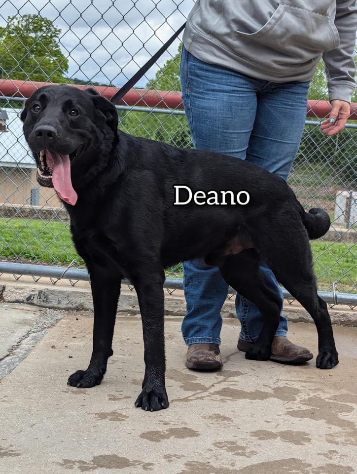 Deano thumbnail 2