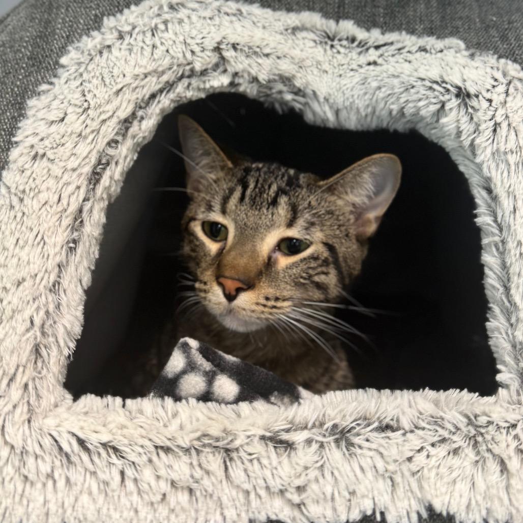 Fritz, a Adoptable Domestic Short Hair in Wheeling, IL image 1/6