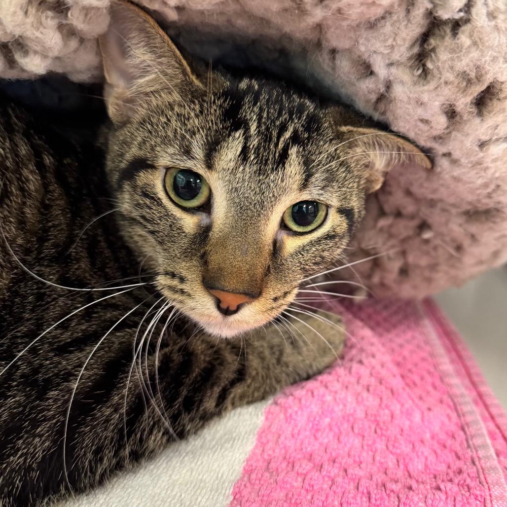 Fritz, a Adoptable Domestic Short Hair in Wheeling, IL image 2/6